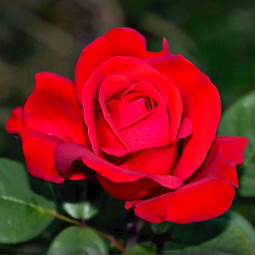 Vrtnica čajevka Fulgurante, root ball slika 1 članek 6133