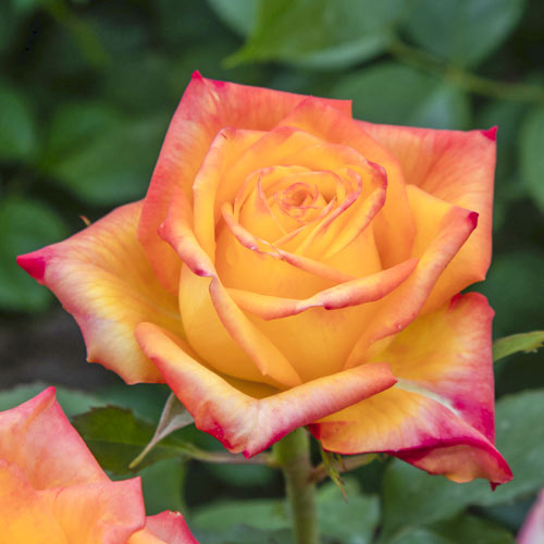 Vrtnica čajevka Girandola®, C5 slika 1 članek 6152