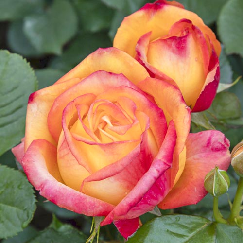 Vrtnica čajevka Girandola®, C5 slika 2 članek 6152