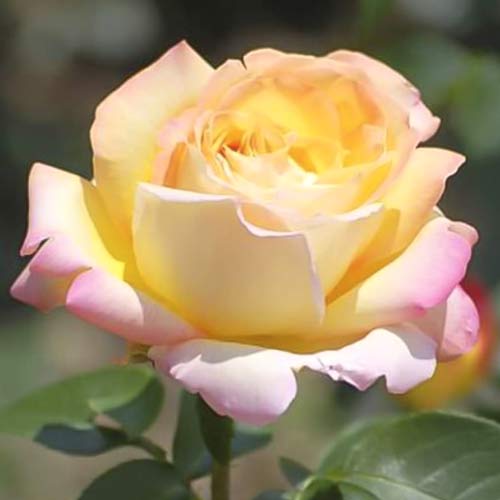 Vrtnica čajevka Gloria Dei, C3 slika 1 članek 5015