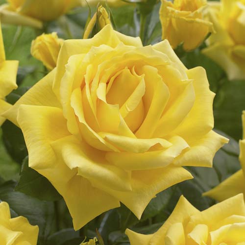 Vrtnica čajevka Golden Parfum de Provence slika 1 članek 6229