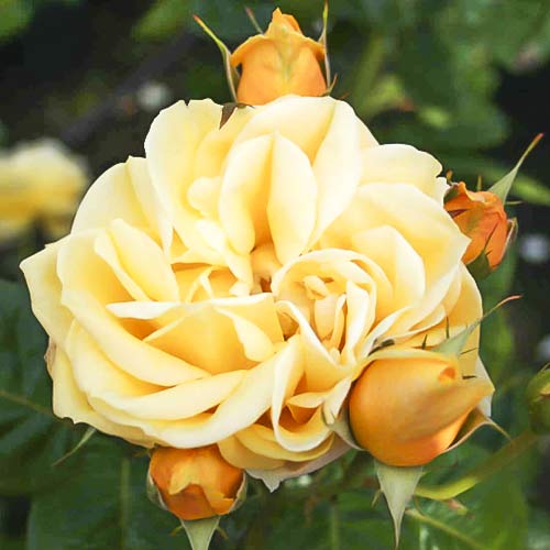 Vrtnica čajevka Gracious Queen slika 1 članek 6230