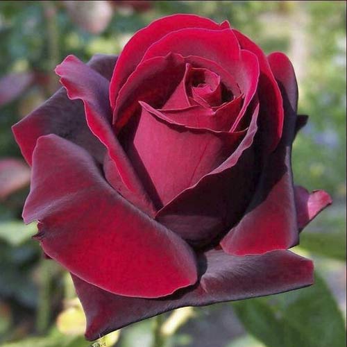 Vrtnica čajevka Grand Gala slika 1 članek 6231