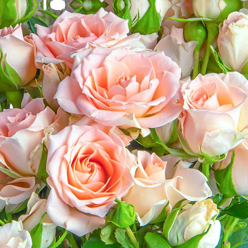 Vrtnica čajevka Grazia slika 1 članek 5524