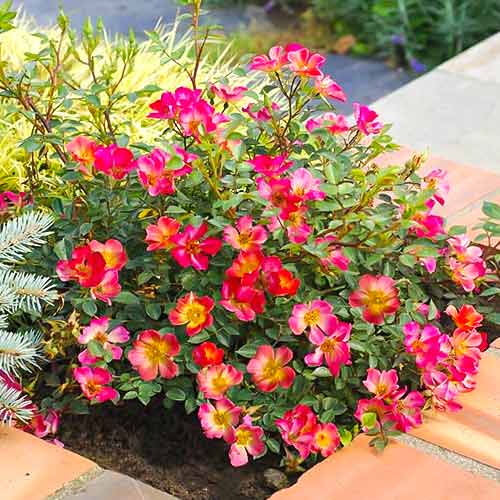 Vrtnica čajevka Happy Chappy ®, C5 slika 1 članek 5543