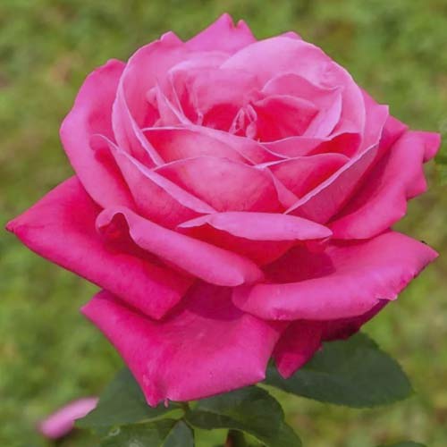 Vrtnica čajevka Jacaranda slika 1 članek 6232