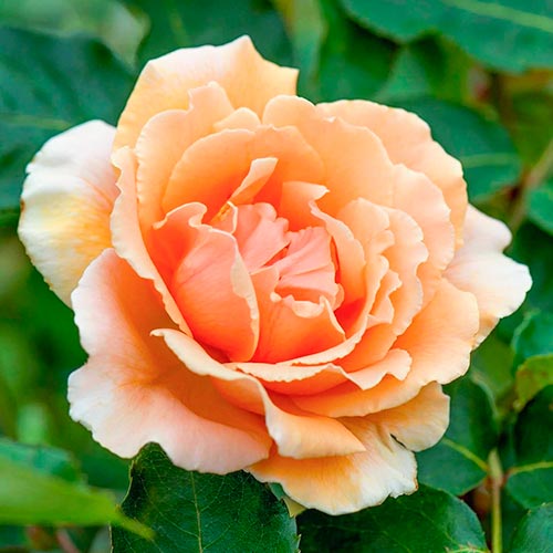 Vrtnica čajevka Just Joey slika 1 članek 5531