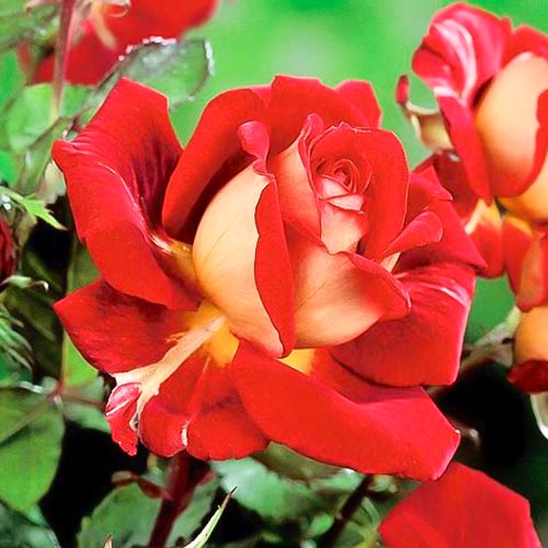 Vrtnica čajevka Kronenburg, root ball slika 1 članek 6233