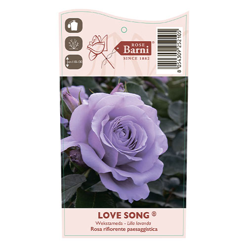 Vrtnica floribunda Love Song®, C5 slika 5 članek 5545