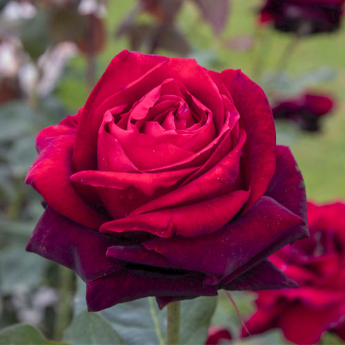 Vrtnica čajevka Magia Nera®, C5 slika 1 članek 5533