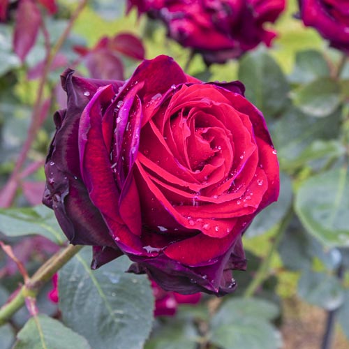 Vrtnica čajevka Magia Nera®, C5 slika 2 članek 5533