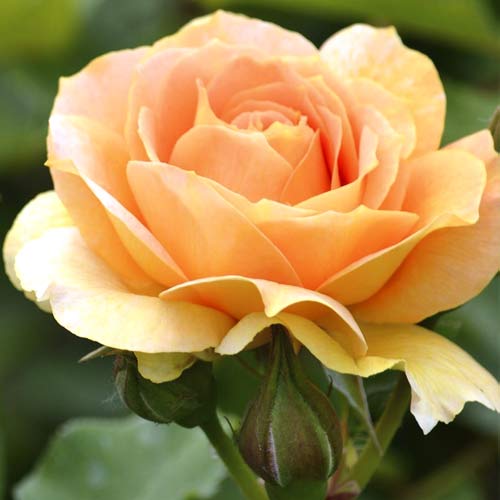 Vrtnica čajevka Magic Lantern slika 1 članek 6235