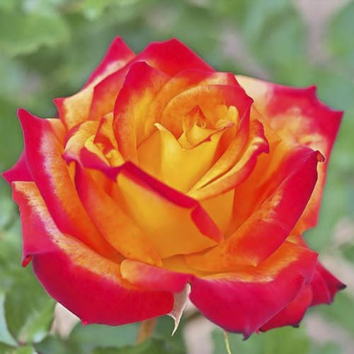 Vrtnica čajevka Meilambra slika 1 članek 6236