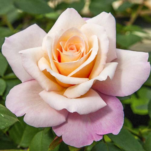 Vrtnica čajevka Meilampario slika 1 članek 6237