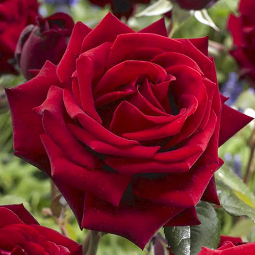 Vrtnica čajevka Mister Lincoln slika 1 članek 6238