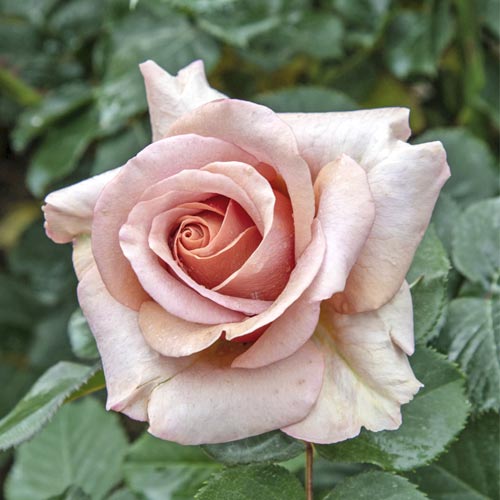 Vrtnica čajevka Mokarosa®, C5 slika 1 članek 5535