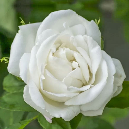 Vrtnica čajevka Mount Shasta, root ball slika 1 članek 6132