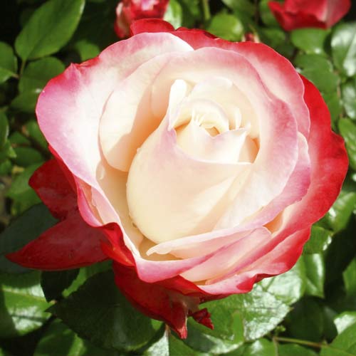 Vrtnica čajevka Nostalgia slika 1 članek 6239