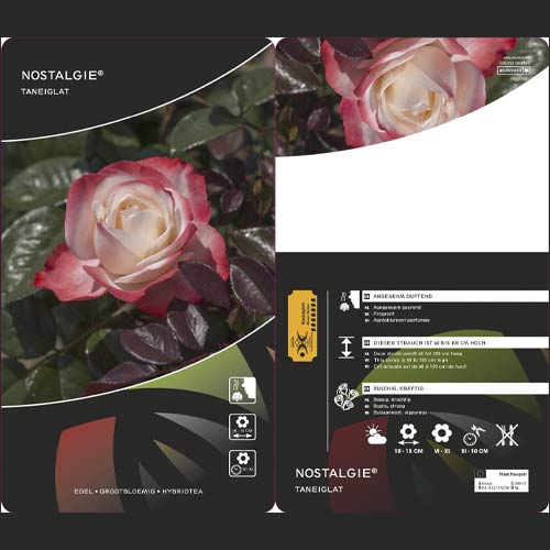 Vrtnica čajevka Nostalgie ®, C3 slika 2 članek 4563