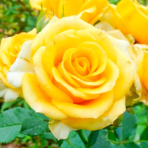 Vrtnica čajevka Old Gold slika 1 članek 3666