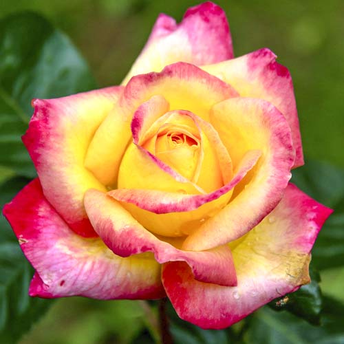 Vrtnica čajevka Orient Express slika 1 članek 6240