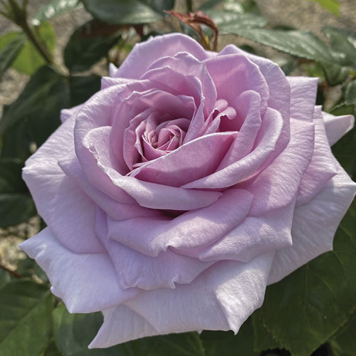 Vrtnica čajevka Pacific Blue®, C5 slika 2 članek 6161