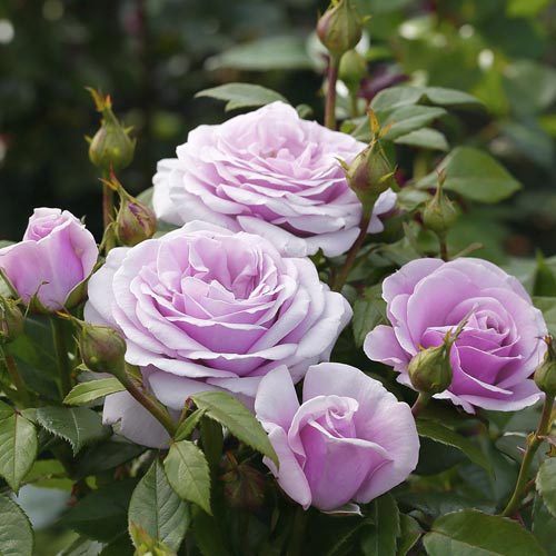 Vrtnica čajevka Pacific Blue®, C5 slika 3 članek 6161