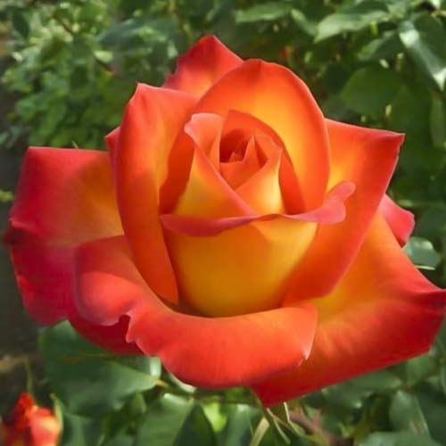 Vrtnica čajevka Prestige de Lyon slika 1 članek 6241