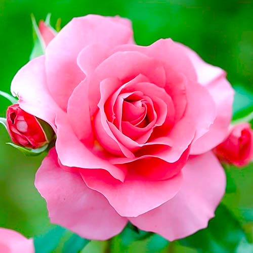 Vrtnica čajevka Queen of England slika 1 članek 4987