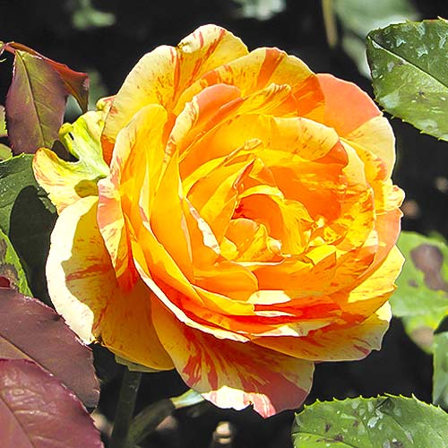 Vrtnica čajevka Rainbow Niagara slika 1 članek 6242