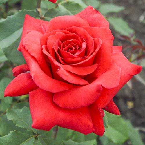 Vrtnica čajevka Red Berlin slika 1 članek 6243