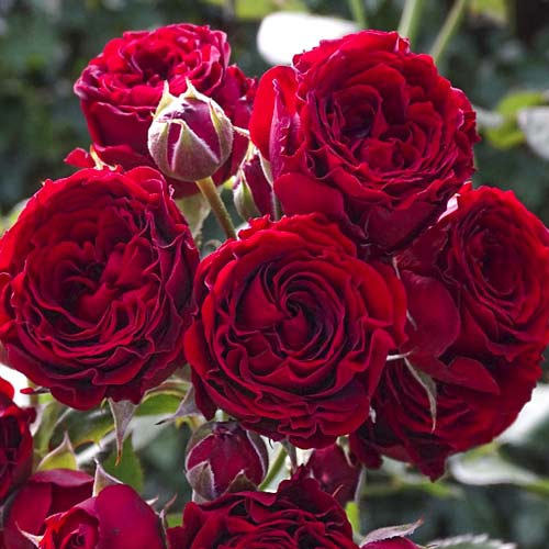 Vrtnica čajevka Red Sensation slika 1 članek 6244