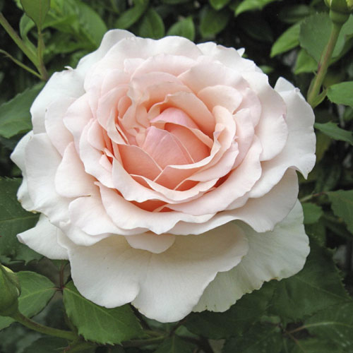 Vrtnica čajevka Roberto Cappucci®, C5 slika 1 članek 5551