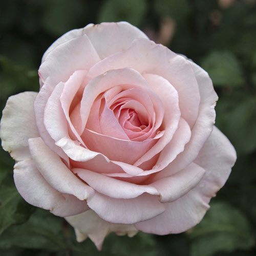 Vrtnica čajevka Roberto Cappucci®, C5 slika 2 članek 5551