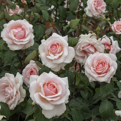 Vrtnica čajevka Roberto Cappucci®, C5 slika 3 članek 5551