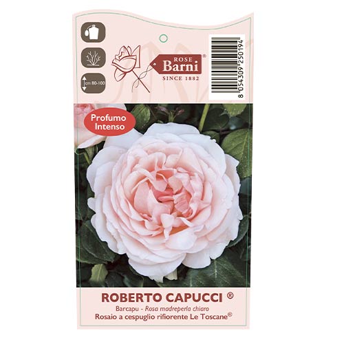 Vrtnica čajevka Roberto Cappucci®, C5 slika 5 članek 5551