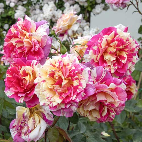 Vrtnica čajevka Rosita Missoni®, C5 slika 2 članek 6163