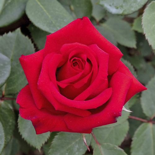 Vrtnica čajevka Valentino®, C5 slika 1 članek 5539