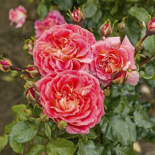 Vrtnica floribunda Designer Sunset ®, C3 slika 1 članek 4984