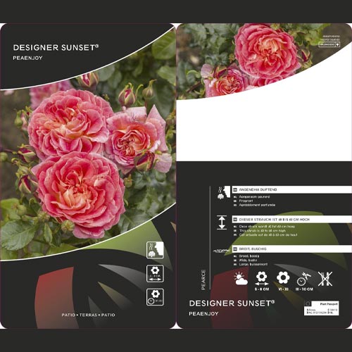 Vrtnica floribunda Designer Sunset ®, C3 slika 2 članek 4984
