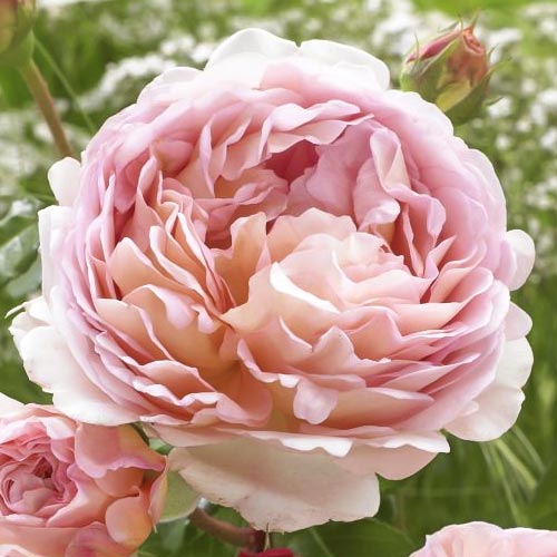 Vrtnica floribunda Abraham Darby slika 1 članek 6201