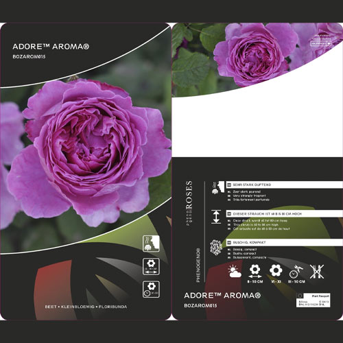 Vrtnica floribunda Adore Aroma®, С3 slika 3 članek 2065