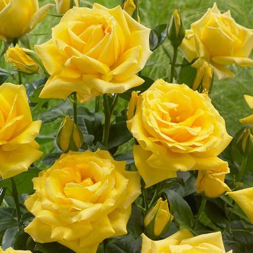 Vrtnica floribunda Allgold, root ball slika 1 članek 6202