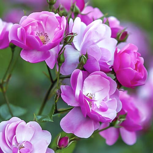 Vrtnica floribunda Angelica slika 1 članek 6203