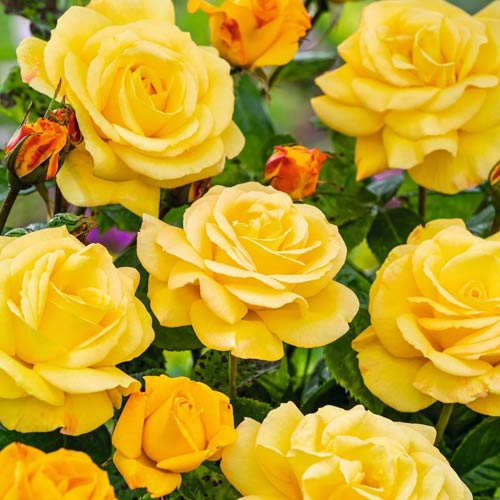 Vrtnica čajevka Arthur Bell slika 1 članek 2188