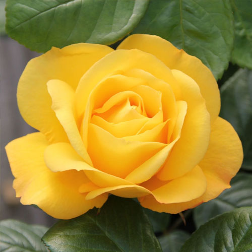 Vrtnica čajevka Arthur Bell slika 2 članek 2188