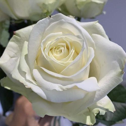 Vrtnica floribunda Avalanche slika 1 članek 6205