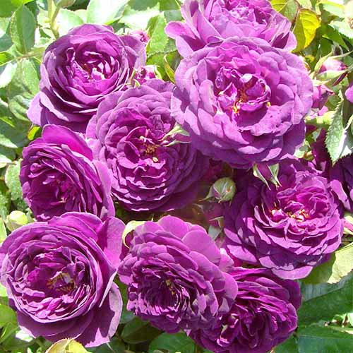 Vrtnica floribunda Blue & Violet, root ball slika 1 članek 3607