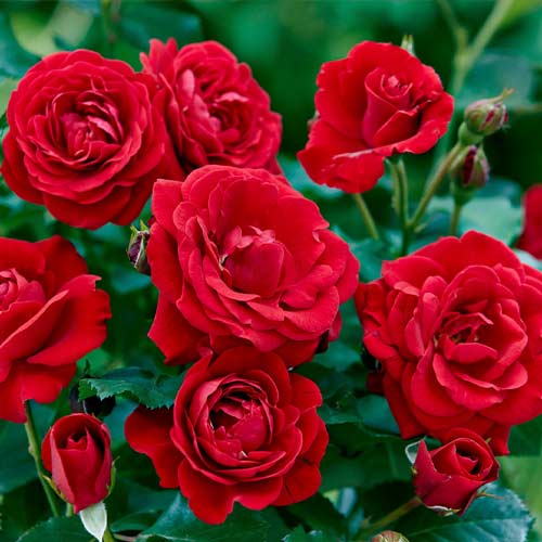 Vrtnica floribunda Bordo slika 1 članek 6127