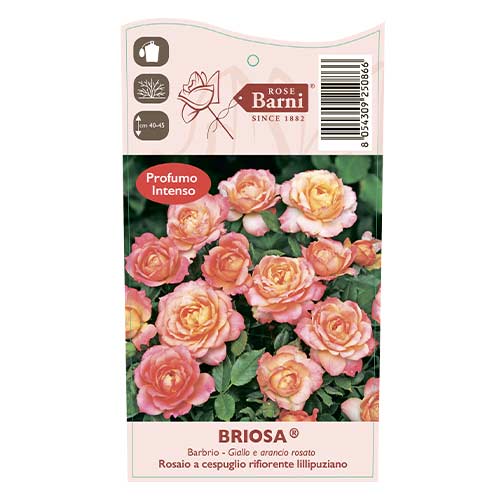 Vrtnica floribunda Briosa®, C5 slika 4 članek 6149